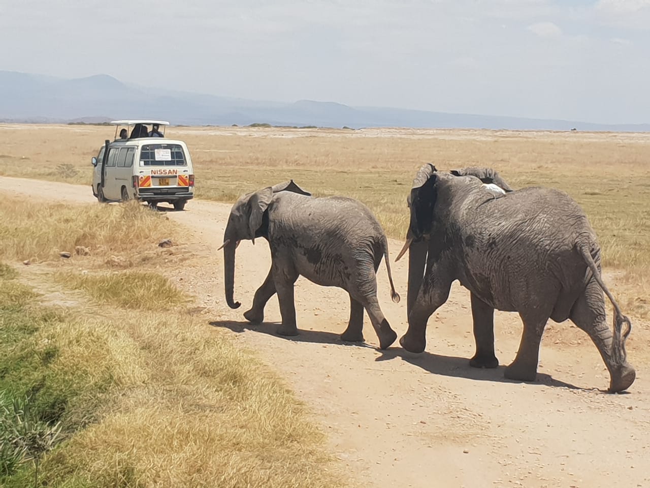 Perfect Roadtrip To Amboseli National Park - Kemzykemzy